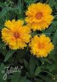 coreopsis grandiflora santa fe